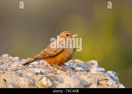 Rufous tailed lark, Ammomanes phoenicura, also sometimes called the rufous-tailed finch-lark, India. Stock Photo