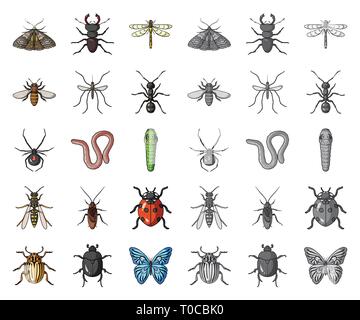 Different Beetle Species Set vector Stock Vector Image & Art - Alamy