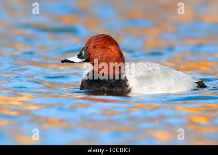 Common pochard (Aythya ferina) drake, beautiful bird which lives in lakes and ponds, Prague, Czech Republic Stock Photo