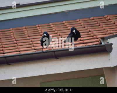 Carrion crow couple on a rain gutter on roof Stock Photo