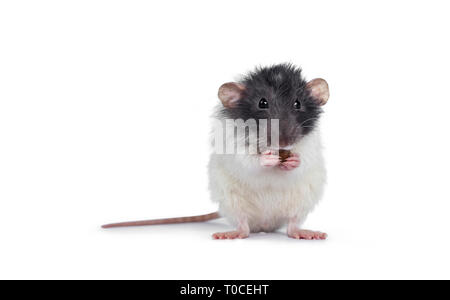 Cute grey and white dumbo rat sitting up facing front on hind paws. Holding a cat kibble in front paws and eating from it. Looking at lens. Isolated o Stock Photo