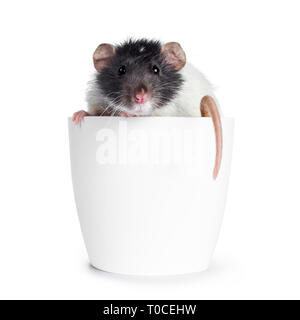 Cute grey and white dumbo rat sitting up facing front on hind paws. Holding a cat kibble in front paws and eating from it. Looking at lens. Isolated o Stock Photo