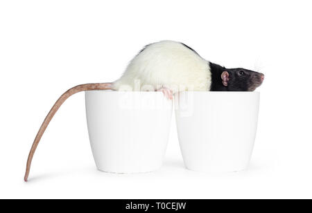 Cute black and white dumbo rat sitting side ways over two empty plastic flower pots. Tail hanging down. Isolated on white background. Stock Photo