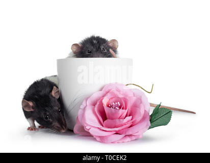 Two cute black /grey and white dumbo rats sitting in and beside empty plastic flower pot and pink rose. Tail hanging down. Isolated on white backgroun Stock Photo