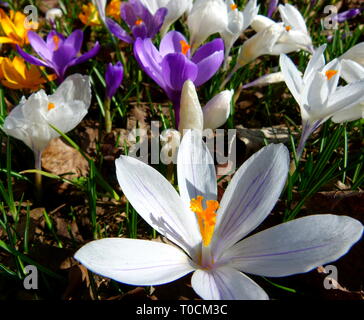 big white blooming crocus and other colorful crocuses in the background Stock Photo