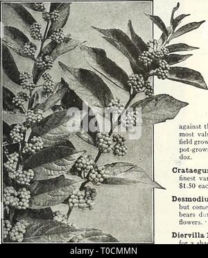 Dreer's garden book 1926 (1926) Dreer's garden book 1926 dreersgardenbook1926henr Year: 1926  Buddleia (Butterfly Shrub) Corchorus or Kerria Japonica Fl. PI. {Globe-flower). A particularly valuable shrub, graceful habit of growth and free and continuous flowering, producing attractive double golden- yellow flowers from June to October. 60 cts. each. Cornus Alba Sibirica {Coral Dogwood). A strong growing variety, crimson colored branches in winter. 60 cts. each.    — — — Elegantissima. white. 75 cts. each. Foliage beautifully variegated with Callicarpa Purpurea — Florida, {While-flowering Dogwo Stock Photo