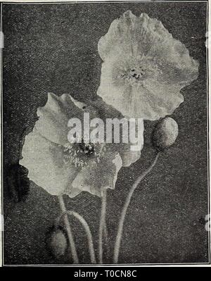 Poppy Perry large white poppy 'Perry's White' Stock Photo - Alamy
