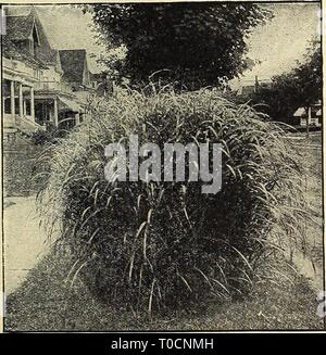 Dreer's garden book 1916 (1916) Dreer's garden book 1916 dreersgardenbook1916henr Year: 1916  Pennisetum Japonicum (Hardy Fountain Grass)    Eulalia Japonica Zebrina Eulalia Japonica. Has long narrow, graceful green foliage, and when in flower the attractive plumes are 6 to 7 feet high. 25 cts. each; $2.50 per doz.; clumps, 50 cts. each. Eulalia Japonica Variegata. Very ornamental; long, nar- row leaves, striped green, white and often pink or yellow. 25 cts. each; $2.50 per doz.; clumps, 50 cts. each. Eulalia Japonica Zebrina (Zebra Grass). The long blades of this variety are marked with broad Stock Photo