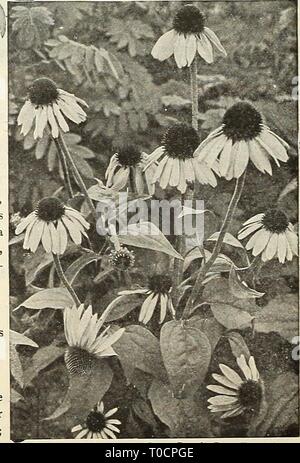 Dreer's garden book 1916 (1916) Dreer's garden book 1916 dreersgardenbook1916henr Year: 1916  Rudbeckia Newmani    Rudbeckia Purpurea (Giant Purple Cone Flower) NOTE.-AU Bulbs. Roots and Plants are forwarded by Express, purchaser paying charges. If wanted by Parcel Post add 10 per cent, ov^irof order for postage to points east of the Mississippi River, and 20 per cent, to poinU west of the Mississipp. River. Stock Photo