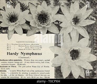 Dreer's garden book 1917 (1917) Dreer's garden book 1917 dreersgardenbook1917henr Year: 1917  HmRTADREER -PnilADtLPHIAfAm WATER LILIES*' AQUATICS- M ™    No. 1. Nymphaea Odorata Sulphurea, offered below No 2. ' Marliacea Rosea, offered on page 270 No. 3. ' •* Albida, offered on page 270 No. 4. ' Odorata W. B. Shaw, offered below Hardy Nymphseas ( Contimied.) Marliacea rubra=punctata. Flowers deep rosy-purple, spotted carmine, stamens orange-red. A very choice variety, and a free, continuous bloomer. $2.00 each. Mexicana or Flava. The pale yellow Water Lily of Florida. 75 cts. each. Odorata. T Stock Photo