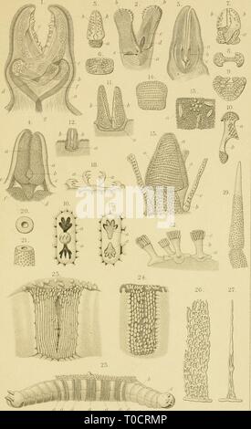 Echinodermen (Stachelhäuter) (1889) Echinodermen (Stachelhäuter) echinodermenstac02ludw Year: 1889  Asteroiden Taf. 1.    liät-Änstv.Wtrntrl,MnUr. Frankfurt''?&gt;' Stock Photo