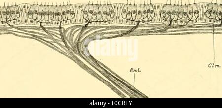 The elasmobranch fishes (1934) The elasmobranch fishes elasmobranchfish03dani Year: 1934 Stock Photo