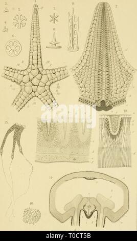 Echinodermen (Stachelhäuter) (1889) Echinodermen (Stachelhäuter) echinodermenstac02ludw Year: 1889  Astci'fjiclcni Tai: 11.    läk. Anst. y. i'/crner * MrUer, Frank für f^M. Stock Photo