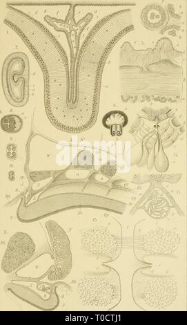 Echinodermen (Stachelhäuter) (1889) Echinodermen (Stachelhäuter) echinodermenstac02ludw Year: 1889  Asteroidea. Taf.lil. Stock Photo