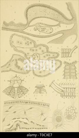 Echinodermen (Stachelhäuter) (1889) Echinodermen (Stachelhäuter) echinodermenstac02ludw Year: 1889  Asteroid ca. Taf. VII.    lidt. Xnst. V WtTJur iHüter, Frojikfurr V&lt;f. Stock Photo