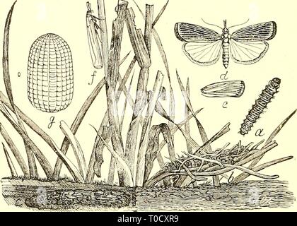 Economic entomology for the farmer Economic entomology for the farmer and fruit-grower [microform] : and for use as a text-book in agricultural schools and colleges economicentomolo00insmit Year: 1896  3i6 AN ECONOMIC ENTOMOLOGY. A very curious species is the Galleria melonella, or 'bee- moth,' which infests beehives and feeds upon wax. A brood of these caterpillars sometimes invade a hive and bore into the wax out of sight of the bees, frequently demoralizing them to such an extent that they abandon their home, seeming unable to find a way of dealing with this kind of enemy. In the recent typ Stock Photo