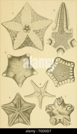 Echinodermen (Stachelhäuter) (1889) Echinodermen (Stachelhäuter) echinodermenstac02ludw Year: 1889  Asteroidca Taf. U£.    Liih. Gicsecke&J)Bcrient Stock Photo