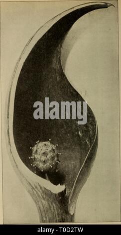 Elementary botany (1898) Elementary botany elementarybotany00atki Year: 1898  Fig. 456. 35S Proterogyny in skunk's cabbage. (Photograph by the author.) Stock Photo