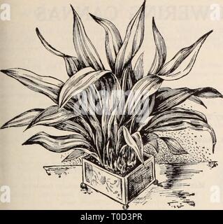Dreer's garden book  Henry Dreer's garden book / Henry A. Dreer. dreersgardenbook1931dree Year:   Aspidistra Lurida Aspidistra Lurida. One of the easiest decorative plants to grow. A most useful house plant, thriving in a hallway or a comparatively dark place in the room where nothing else will succeed. 5-inch pots, $2.00; 6-inch pots, $2.50 and 7-inch pots, $3.50 each. Specimen plants, 8-inch tubs, $6.00 each. — Variegata. The dark green leaves are striped with white. 5-inch pots, $2.50 each; 6-inch pots, $3.50 each. Asparagus Plumosus Nanus (Asparagus Fern). There is no better plant for tabl Stock Photo