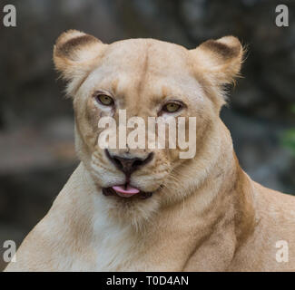 Lioness Panthera leo Portrait Close-up looks towards the camera Stock Photo