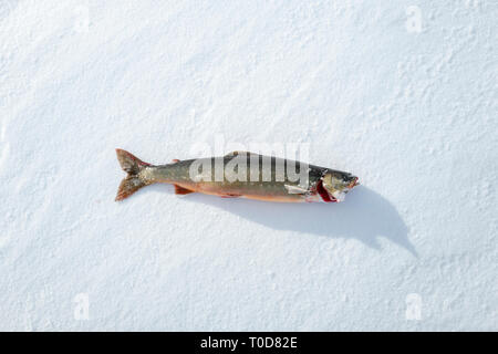 Arctic Char on Lake Tornetrask, Sweden Stock Photo