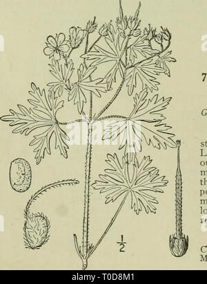 An illustrated flora of the An illustrated flora of the northern United States, Canada and the British possessions : from Newfoundland to the parallel of the southern boundary of Virginia and from the Atlantic Ocean westward to the 102nd meridian ed2illustratedflo02brit Year: 1913  GERANIACEAE. 5. Geranium rotundifolium L. Round-leaved Crane's-bill. Fig. 2656. Geraniun ndifoiium L. Sp. PI. 683. 753- Annual, often tufted, 6'-i8' high, much branched, softly pubescent with spreading white purple-tipped glandular hairs. Leaves reniform-orbicular, broader than long, ij' wide, cleft about to the mid Stock Photo