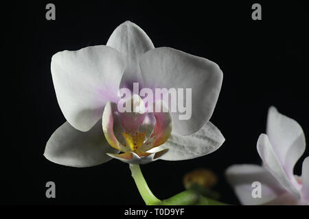 Moth orchids on black background Stock Photo