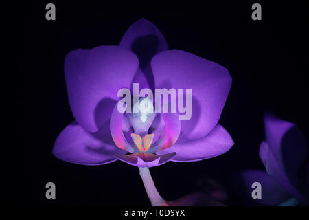 Moth orchid fluorescence in ultraviolet light (365 nm) Stock Photo