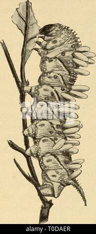 Elementary zoology (1902) Elementary zoology elementaryzoolog00kell Year: 1902  420 ELEMENTARY ZOOLOGY young barnacle just from the egg is a six-legged, free- swimming larva (nauplius) with a single eye, greatly like a young prawn or crab. It develops during its independ- ent life two compound eyes and two large antennae. But soon it attaches itself to some stone or shell, or pile or ship's bottom, giving up its power of locomotion, and its further de- velopment is a degeneration. It loses its compound eyes and an- tennae, and acquires a protecting shell. Its swimming feet become modified into Stock Photo