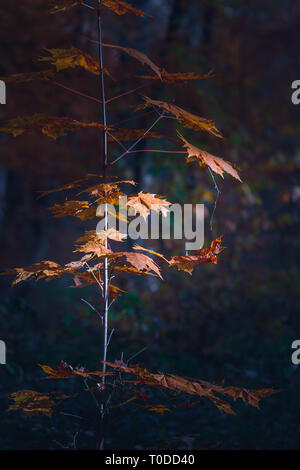 Maple with orange leaves under sunny rays in autumn forest. Stock Photo
