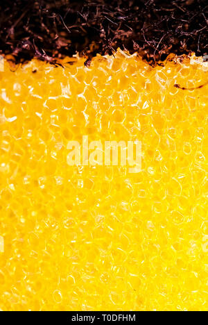 plastic sponge wash up background Stock Photo