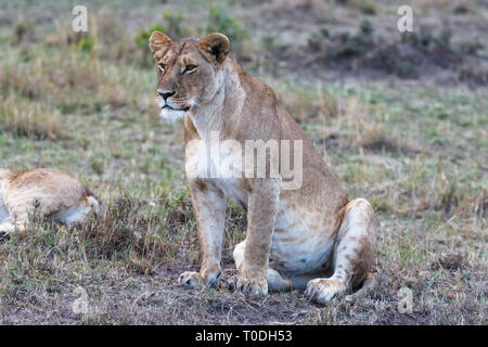 Big lioness watches the savanna. Observation point in Masai Mara. Kenya, Africa Stock Photo