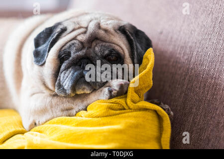 Lazy and relaxed carlino pug dog lying down with pillow on the sofa. Stock Photo