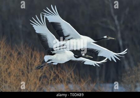 The red-crowned cranes in flight. Dark background of winter forest. Scientific name: Grus japonensis, also called the Japanese crane or Manchurian cra Stock Photo