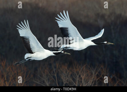 The red-crowned cranes in flight. Dark background of winter forest. Scientific name: Grus japonensis, also called the Japanese crane or Manchurian cra Stock Photo