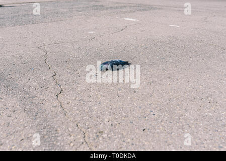 Dead dove lying on the pavement. Poisoned bird in the city. People hound pigeons Stock Photo