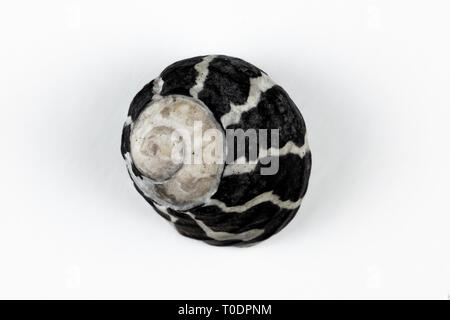 Macro image of a periwinkle shell on white background Stock Photo