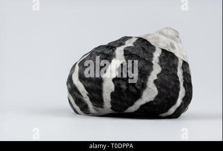 Macro image of the side of a periwinkle shell on white background Stock Photo