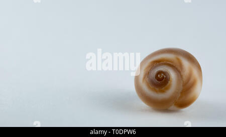 Macro image of the side of a shell on white background Stock Photo