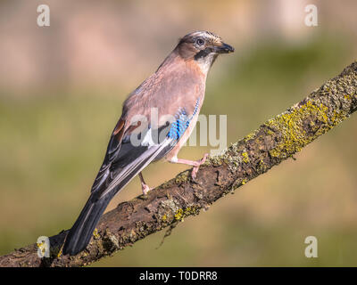 Eurasian jay (Garrulus glandarius) bird perched on tree branch with blurred brown background Stock Photo