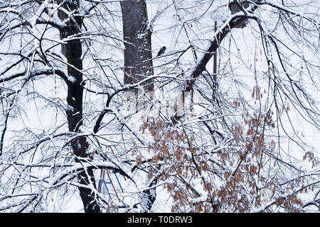 Hooded crow standing on a branch covered with snow, shot from Zagreb, Croatia Stock Photo