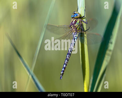 Colorful Male Hairy Dragonfly (Brachytron pratense) perched on a leaf in the early morning sun Stock Photo