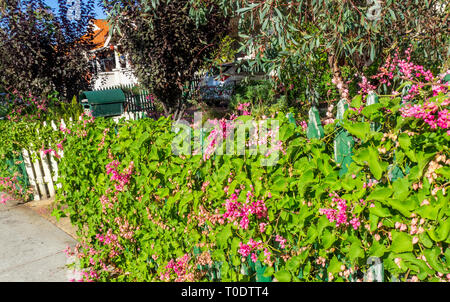 Weigela florida 'Pink Princess'  shrub growing through a wooden picket fence Stock Photo