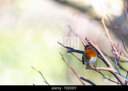 Solitude.  Robin redbreast sitting on the broken tree branch. Stock Photo