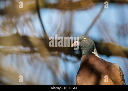 Portrait of Common wood pigeon (Columba palumbus) in trees. Close up. Stock Photo