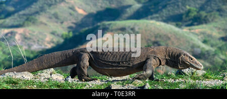 Walking komodo dragon. Scientific name: Varanus Komodoensis. Indonesia. Rinca Island. Stock Photo