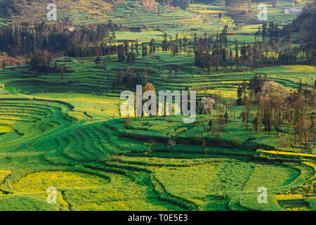 Close up on rapeseed fields in Chinese countryside Stock Photo