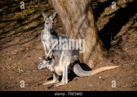 Red kangaroo (Macropus rufus) is the largest of all kangaroos, the largest terrestrial mammal native to Australia, Female with her baby in her bag Stock Photo