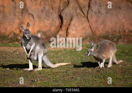 Red kangaroo (Macropus rufus) is the largest of all kangaroos, the largest terrestrial mammal native to Australia Stock Photo