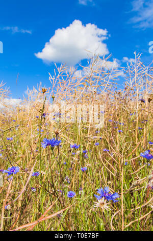 Agricultural field with rapeseed and cornflowers and a clear blue sky with clouds Stock Photo